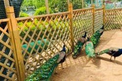 -萌宠亲子动物乐园(槐房万达店)