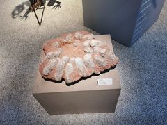 -浙江自然博物院(杭州馆)