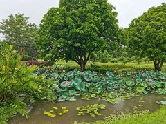 -中国科学院西双版纳热带植物园