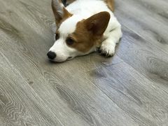 -浣熊柯尔鸭土拨鼠·电玩咖