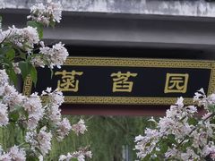 -莲花池公园