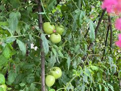 -柞水乾佑红门家菜