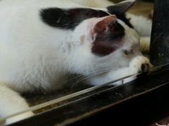 -猫咪博物馆(顶澳仔猫街店)