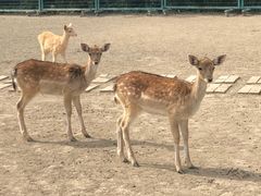 -北京麋鹿生态实验中心