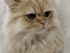 -藏猫猫咖啡主题馆(中央大道店)