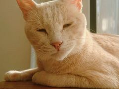 -猫咖时代(中山亭店)
