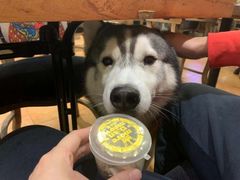 -more than meow吴止猫主题餐厅(承德 中船汇店)