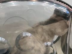 -伟伟宠物医院·瑞派猫友好医院·猫科(光谷店)