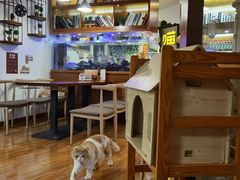 -喵园·猫主题咖啡厅·撸猫·猫咖(国贸店)