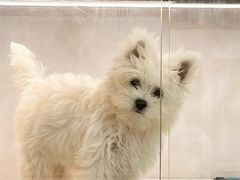 -翊宠yipet猫狗购宠庄园犬舍•猫舍