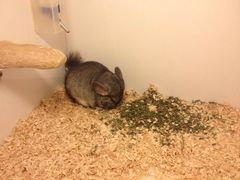 -龙猫仔乐园(惠福东路店)