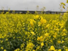 -光明小镇欢乐田园