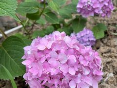 -不倒翁·徽天下名菜楼(马鞍山路店)