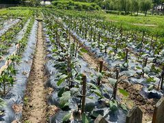 -前小桔亲子创意农场·草莓采摘·露营烧烤