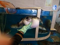 -天正河鲀·河豚亭(大连店)