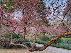 -杭州植物园