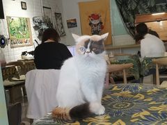 -平行世界·猫咖(首经贸店)