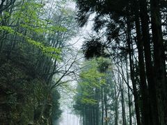 -大围山国家森林公园