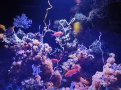 -西雅图水族馆