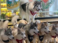 -Husky Go! 哈士奇体验馆·宠物咖啡厅狗咖