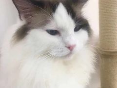 -Heymao猫咖.咖啡厅(东门店)