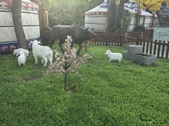 -大汗行宫园林餐厅