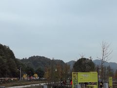 -千年银杏谷文化旅游区