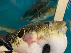 -天正河鲀·河豚亭(大连店)