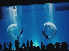 -芜湖新华联大白鲸海洋公园