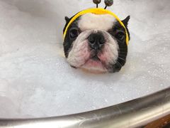 -Oh My Dog宠物沙龙(伊珊娜皮毛护理店)