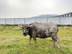 -八仔大富楼·河鲜(西江店)