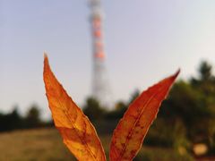 -羊亭河湿地公园