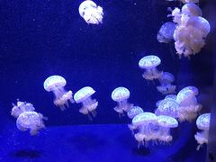 -西雅图水族馆