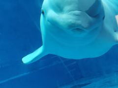 -芜湖新华联大白鲸海洋公园