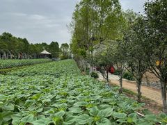 -广州市石门国家森林公园