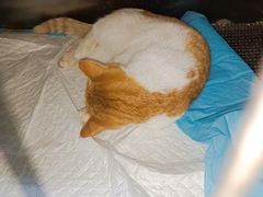 -牧马人宠物医院