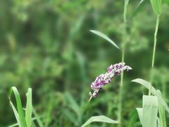 -西湖风景区-江洋畈生态公园