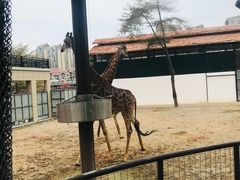 -灵玲国际马戏城