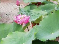 -莲花池公园