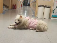 -喜多萌中农锦绣动物医院24H·猫科·牙科MRI·CT