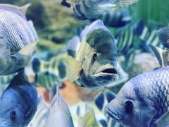 -上海海洋水族馆
