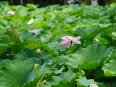 -桂湖森林公园