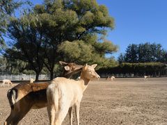 -北京麋鹿生态实验中心