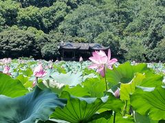 -杭州香格里拉·香宫中餐厅