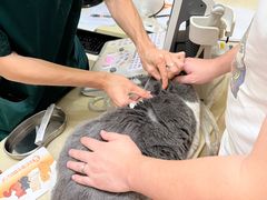 -瑞派康怡24h宠物医院·犬猫医疗中心·微创绝育(瑞景分院)