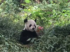 熊猫-北京动物园
