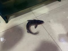 -滇香肴·云南菜蒸汽石锅鱼(云南北路店)