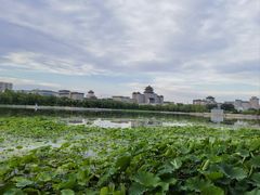 -莲花池公园