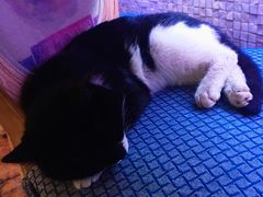 -Sirena海妖日咖夜酒