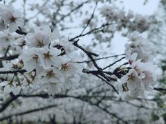 -顾村公园